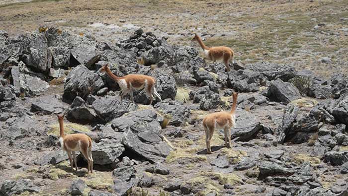 SERFOR: 30,000 mil vicuñas censadas este 2025 en Apurímac 